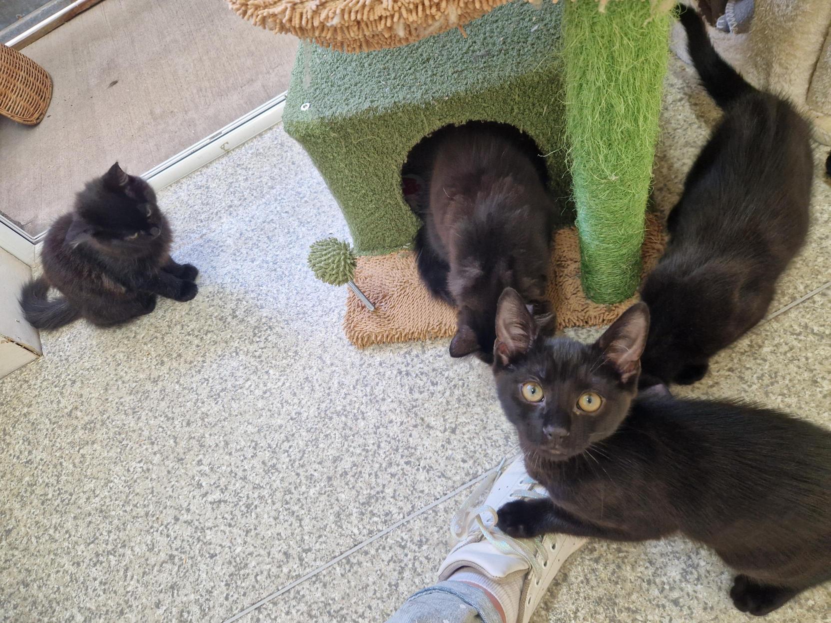 DD8